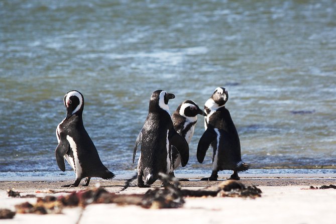 6-Day Garden Route & Addo South African Adventure from Cape Town - Mossel Bay and the final coastal morning