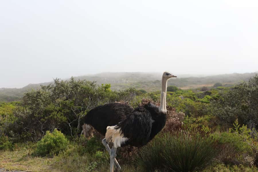 A Curious Adventure through Chapman’s Peak Drive: Cape Point - Lunch and a pause in Simon’s Town