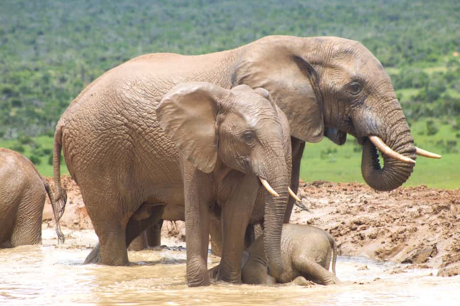 Addo big 5 tour - Key points to know before booking