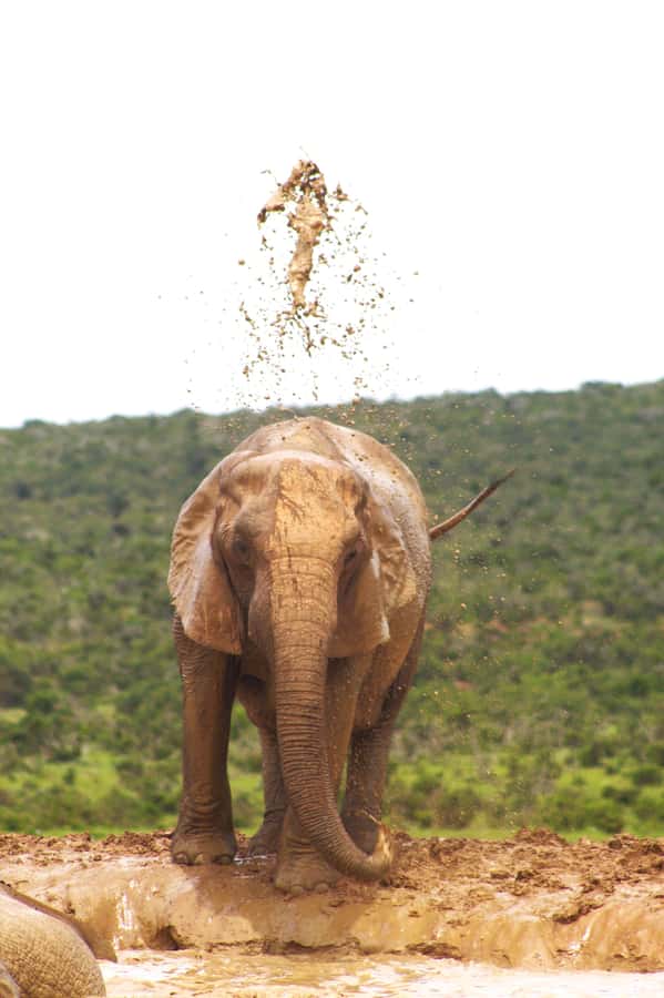 Addo big 5 tour - What the close vehicle adds