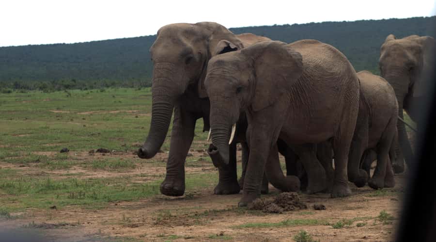 Addo big 5 tour - Searching for Addo’s Big Five