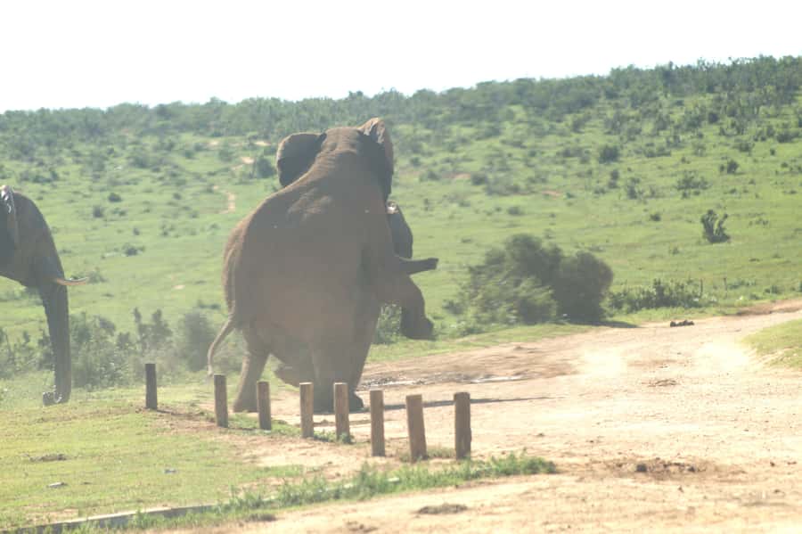 Addo big 5 tour - The guide service and personal attention