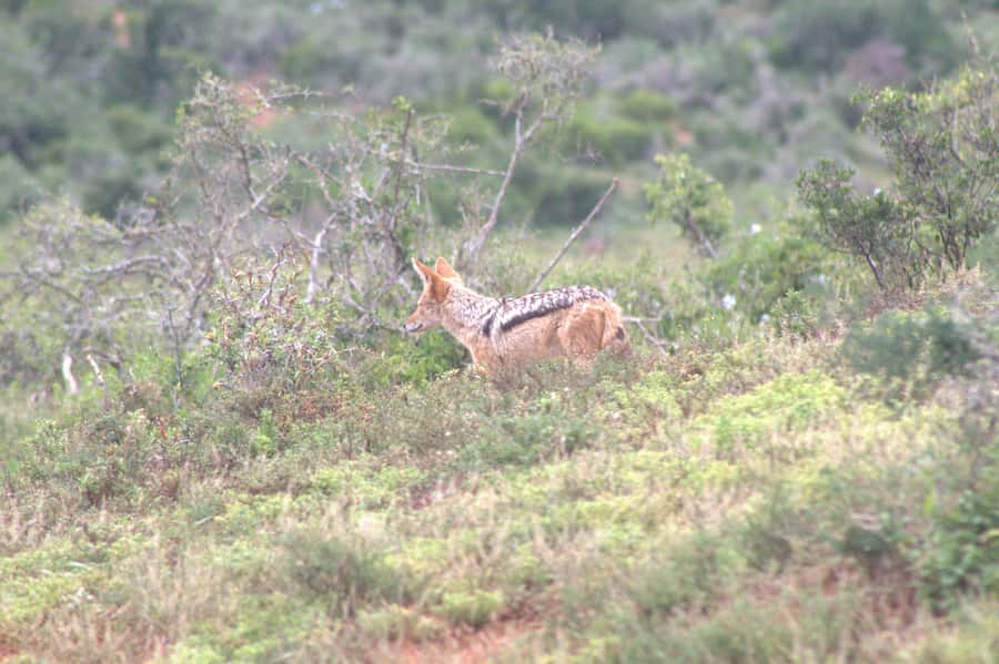 Addo big 5 tour - Who will enjoy this Addo safari