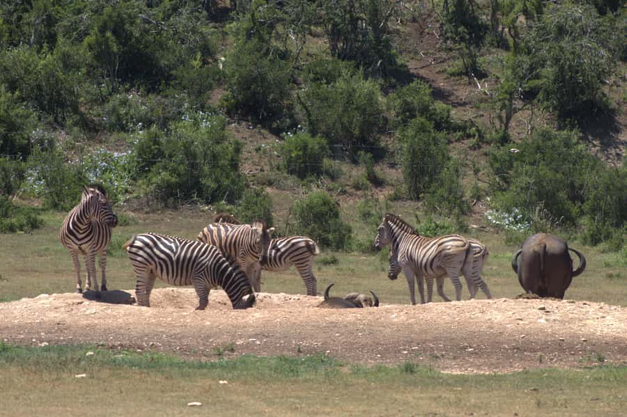 Addo big 5 tour - Six hours on Addo’s wildlife roads