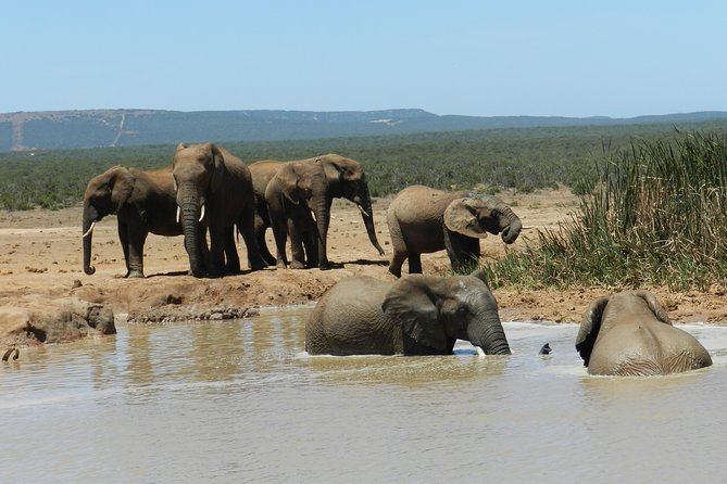 Addo Elephant 5 hour Morning Safari. - Why this Addo morning safari works so well
