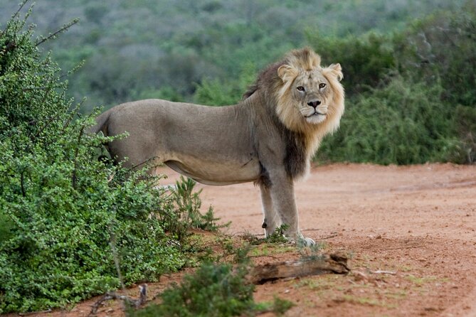 Addo Elephant 5 hour Morning Safari. - The picnic brunch from 10:30 to 11:30