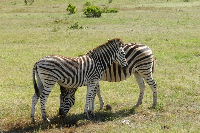 Addo Elephant 5 hour Morning Safari. - What the five-hour schedule really gives you