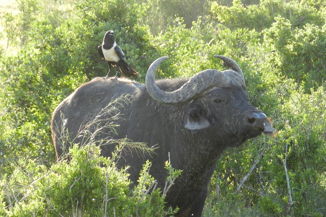 Addo Elephant 5 hour Morning Safari. - Small groups and the guide’s role