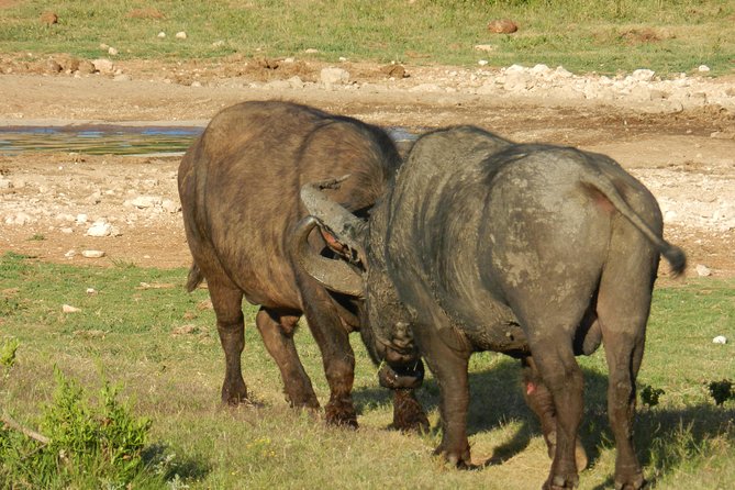 Addo Elephant 5 hour Morning Safari. - Price, transfers, and what is included