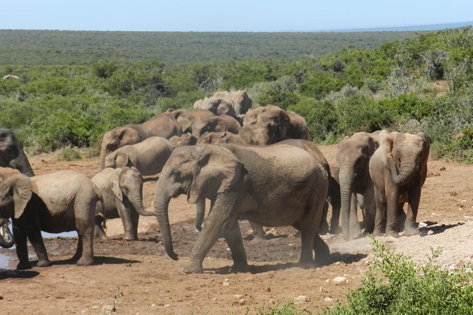 Addo Elephant 5 hour Morning Safari. - Starting at 8:30 a.m. in Addo Elephant National Park