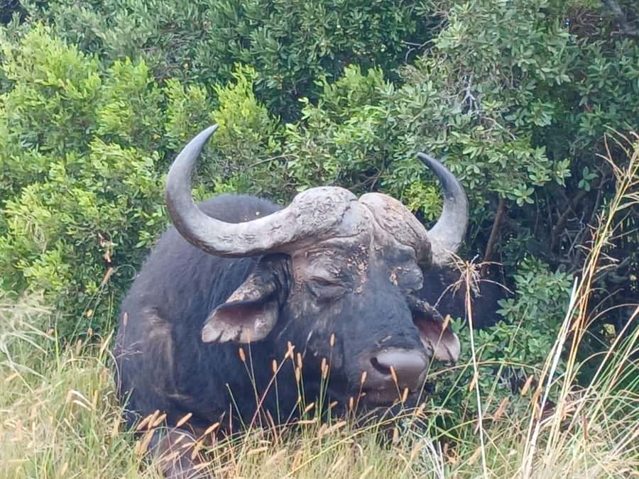 Addo Elephant Full Day Safari / Shore Excursions - Key points at a glance