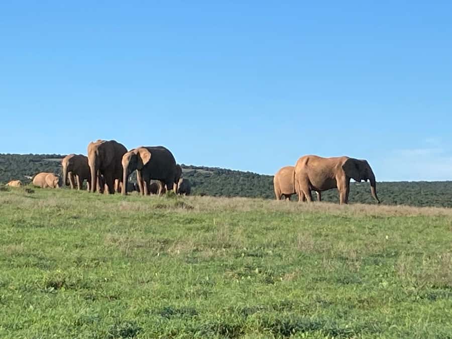 Addo Elephant Full Day Safari / Shore Excursions - Why Addo is such a strong safari choice