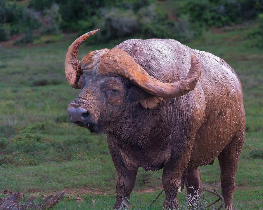 Addo Elephant Full Day Safari / Shore Excursions - The first three-hour game drive