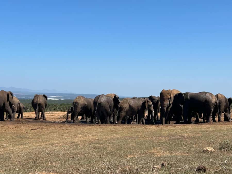 Addo Elephant Full Day Safari / Shore Excursions - The 90-minute lunch break