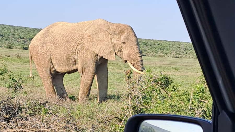 Addo Elephant Full Day Safari / Shore Excursions - The second three-hour game drive