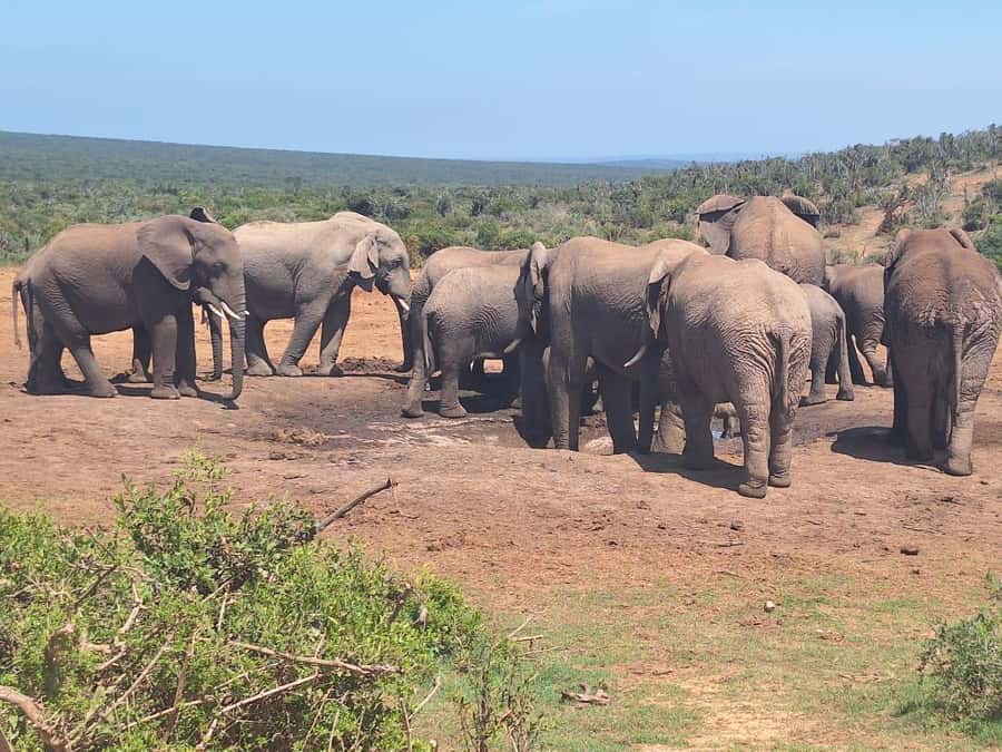 Addo Elephant Full Day Safari / Shore Excursions - The $152 price and what it covers