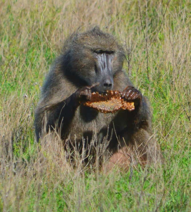 Addo Elephant Full Day Safari / Shore Excursions - How to prepare for a better day