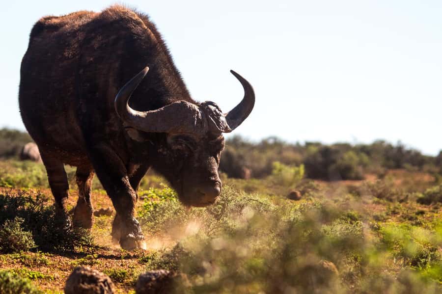 Addo Elephant Full Day Safari / Shore Excursions - Pickup from Gqeberha and the surrounding towns