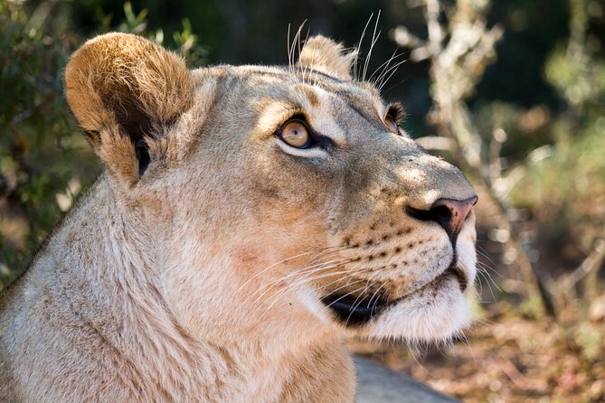 Addo Elephant Full Day Safari with a Traditional South African Braai (BBQ) Lunch - The afternoon drive and return to Port Elizabeth