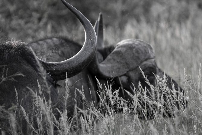 Addo Elephant Full Day Safari with a Traditional South African Braai (BBQ) Lunch - What the $172.25 price includes