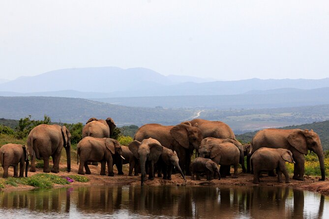 Addo Elephant Full Day Safari with a Traditional South African Braai (BBQ) Lunch - The first Addo game drive