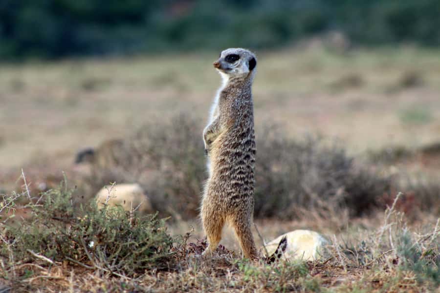 Addo Elephant National Park All Inclusive Full-Day Safari - Is $186 good value for a full day?