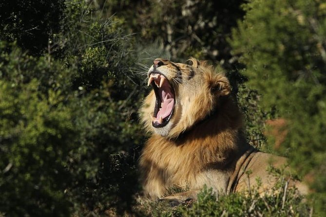 Addo Elephant National Park All Inclusive Full-Day Safari - Why Addo is such a strong safari choice