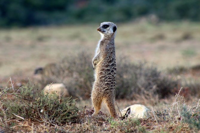 Addo Elephant National Park All Inclusive Full-Day Safari - What you may and may not see