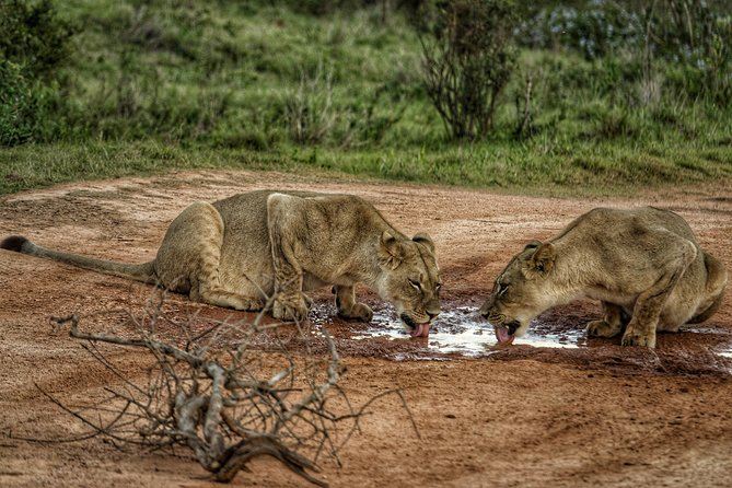 Addo Elephant National Park All Inclusive Full-Day Safari - The guides are the heart of the experience