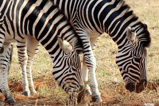 Addo Elephant National Park All Inclusive Full-Day Safari - Practical advice for getting more from the day