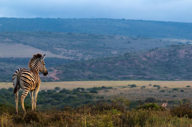 Addo Elephant National Park All Inclusive Full-Day Safari - Who should book this Addo safari?