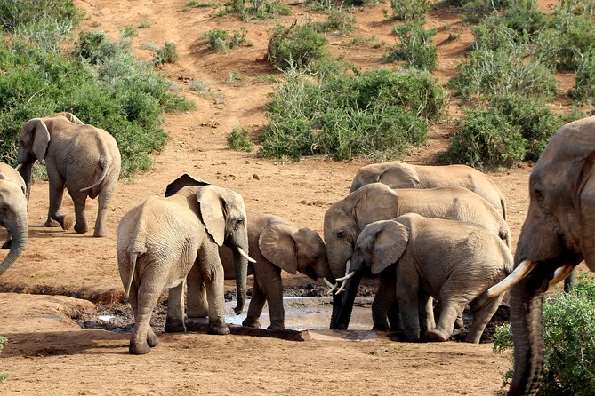 An elephant herd at a waterhole in Addo Elephant National Park