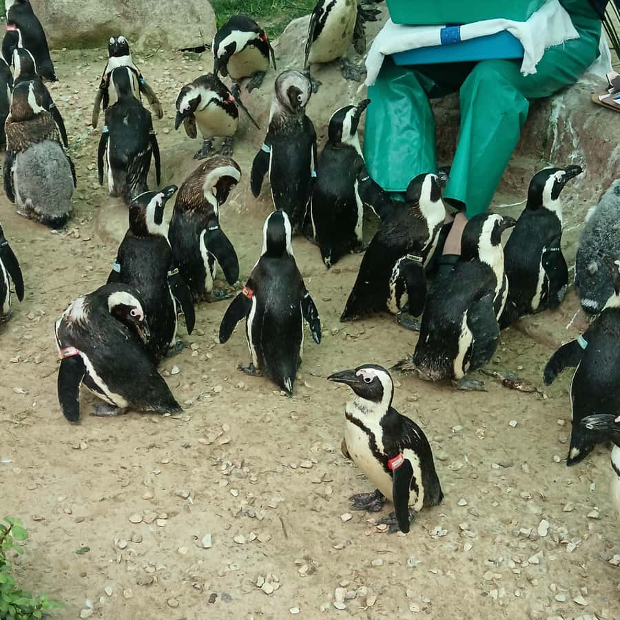 Addo Elephant National Park and Coastal Tour Combo - Marine Drive and the Port Elizabeth coast