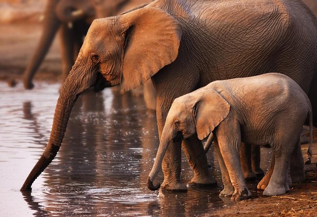 Addo Elephant National Park from Port Elizabeth - FD01 - Key points to know before booking