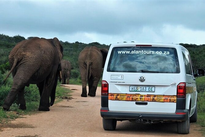 Addo Elephant National Park from Port Elizabeth - FD01 - Lions, zebra, kudu, ostrich, and the rest
