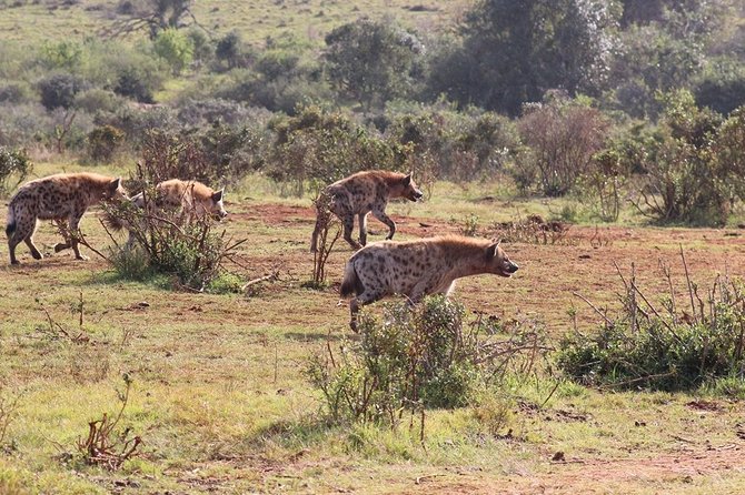 Addo Elephant National Park from Port Elizabeth - FD01 - Why the eight-person limit helps