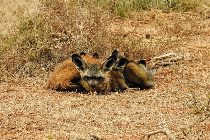 Addo Elephant National Park Full Day Safari - The 7:30 am start and ride from Port Elizabeth
