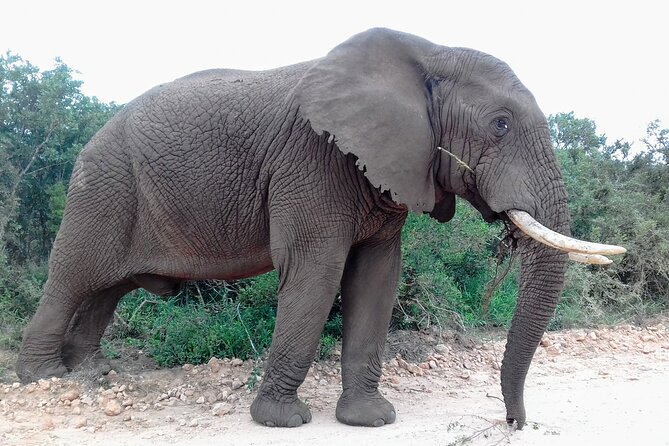 Addo Elephant National Park Full Day Safari - Handling weather, cruise delays, and real-world snags