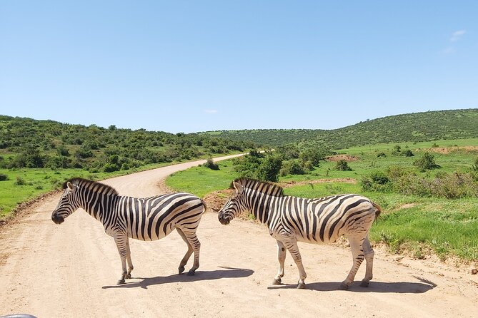 Addo Elephant National Park Full Day Safari - Is the $169.66 price good value?
