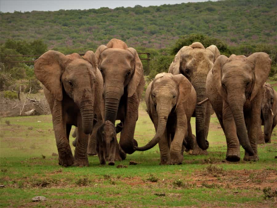 Addo Elephant National Park: Full-Day Safari Tour with Lunch - Northern and southern Addo routes