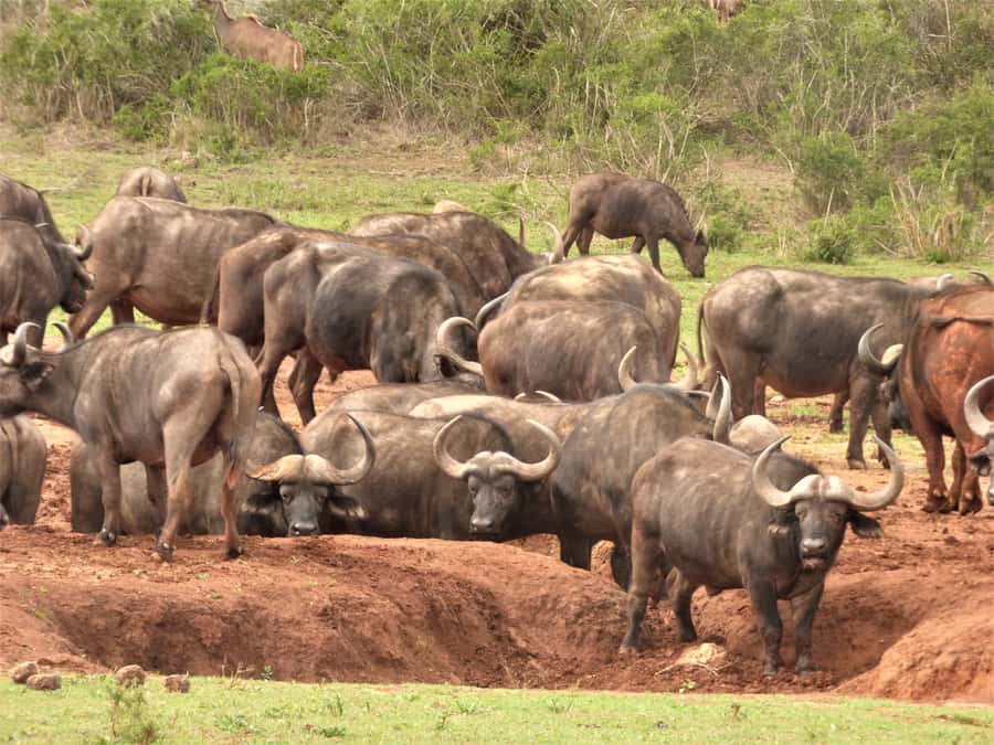 Addo Elephant National Park: Full-Day Safari Tour with Lunch - A South African braai at lunchtime