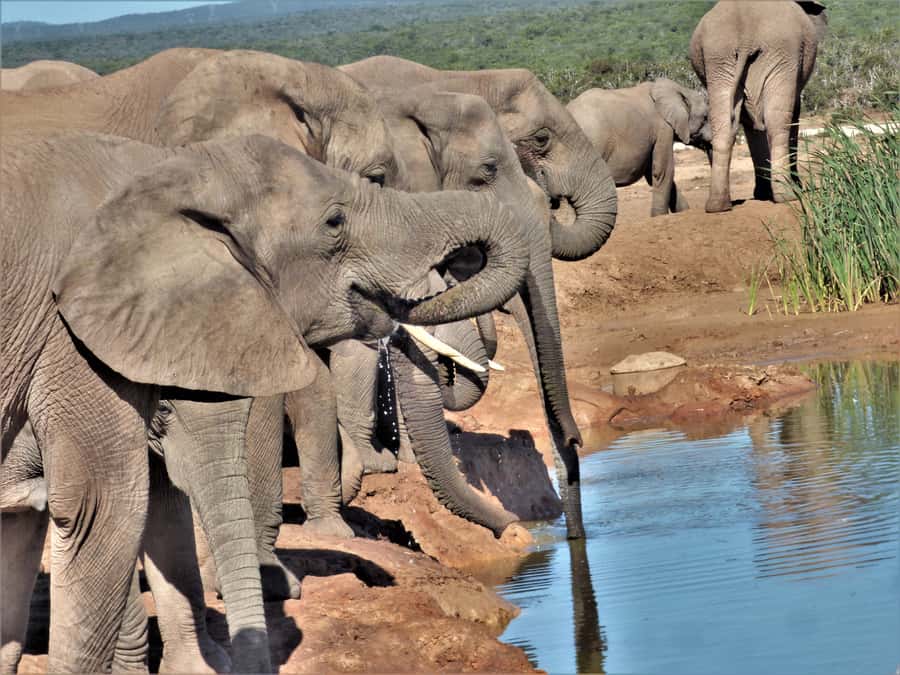 Addo Elephant National Park: Full-Day Safari Tour with Lunch - Practical details that affect your day