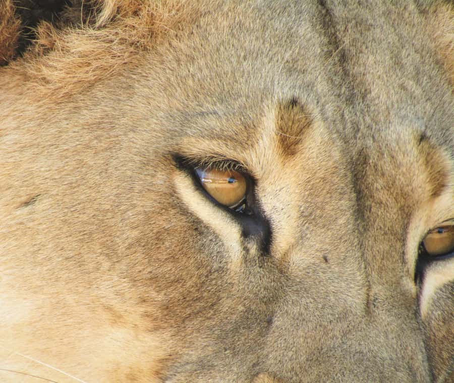 Addo Elephant National Park: Full-Day Safari Tour with Lunch - Should you book it?