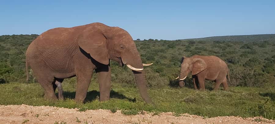 Addo Elephant National Park Full Day Safari with Braai Lunch - Key points before you book