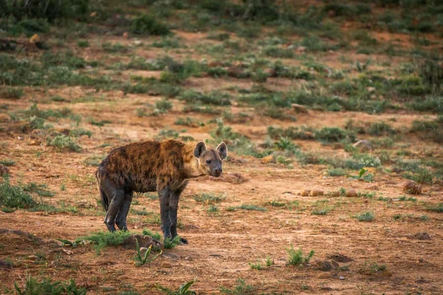 Addo Elephant National Park Full Day Safari with Braai Lunch - Is $208 good value?