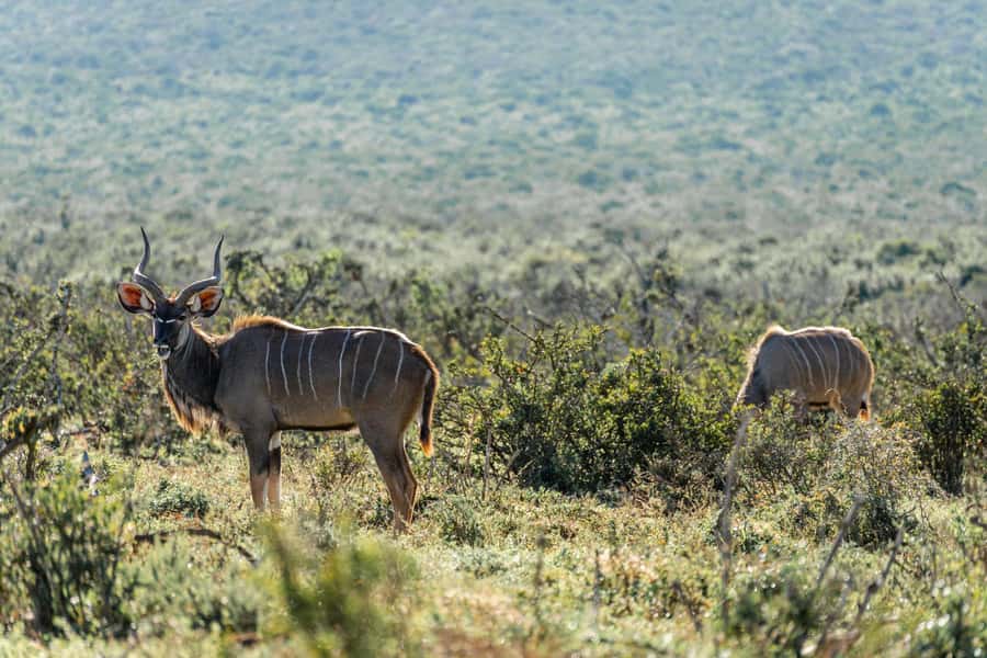 Addo Elephant National Park Full Day Safari with Braai Lunch - A full braai lunch cooked in the park