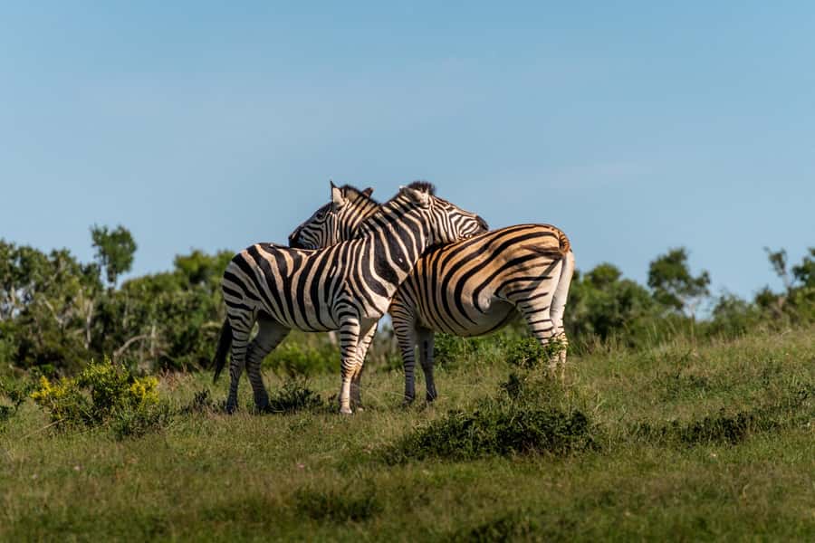Addo Elephant National Park Full Day Safari with Braai Lunch - Searching the northern waterholes after lunch