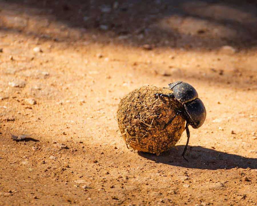 Addo Elephant National Park Full Day Safari with Braai Lunch - What the guides add to the day