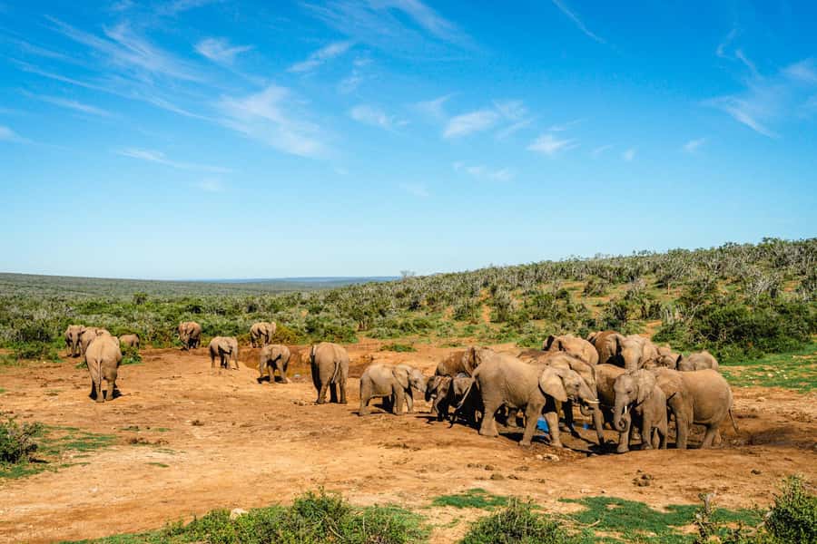 Addo Elephant National Park Full Day Safari with Braai Lunch - Starting from Port Elizabeth at 8:30