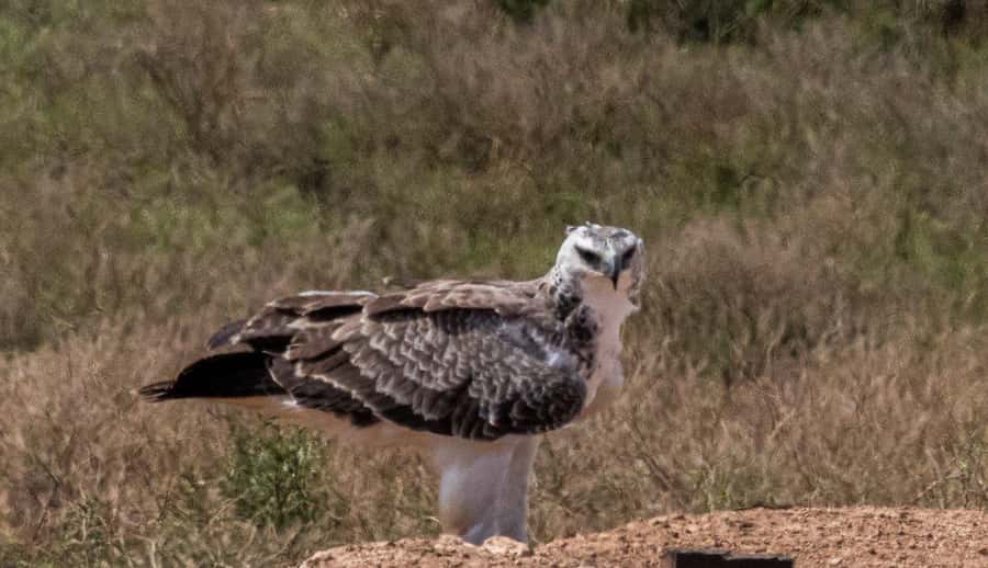 Addo Elephant National Park: Full-Day Safari with Lunch - Why Addo’s elephants make this safari special